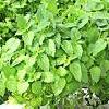 8Myata  Peppermint Leaves 50gr  buy, review, comments, online
